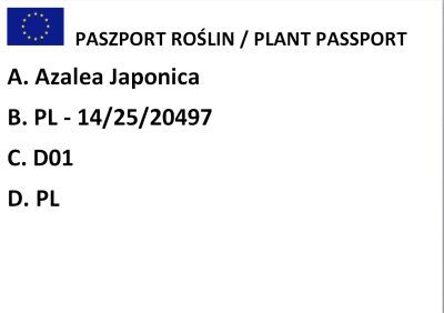 Azalia Japońska "Rosinetta" (Azalea Japonica)