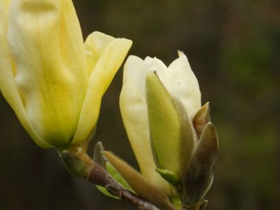 Magnolia Naga "Yellow River" (Magnolia Denudata)