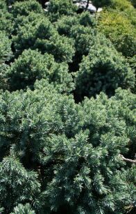 Jałowiec Łuskowy "Blue Star" (Juniperus Squamata) 