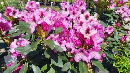 Różanecznik "Marie Forte" (Rhododendron)