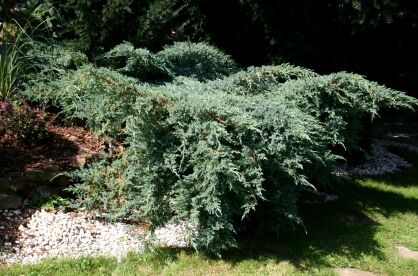 Jałowiec Łuskowy "Blue Carpet" (Juniperus Squamata) 