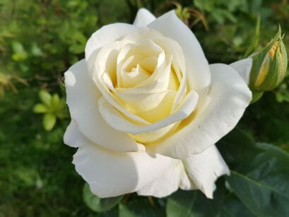 Róża Wielkokwiatowa "Chopin" (Rosa) 