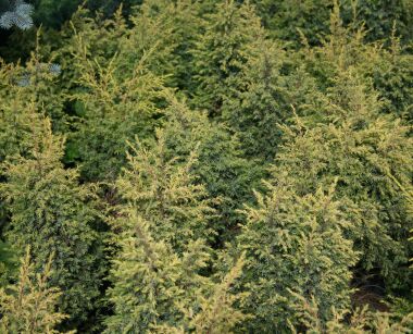 Jałowiec Pospolity "Gold Cone" (Juniperus Communis)