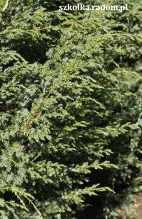 Jałowiec Chiński "Blue Alps" (Juniperus Chinensis)