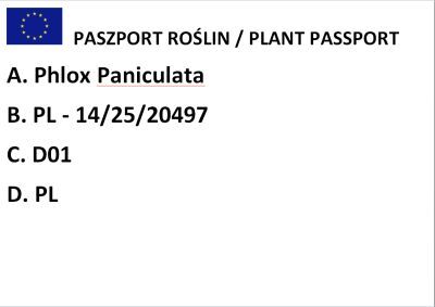 Płomyk wiechowaty "Opening Act Ultrapink" (Phlox Paniculata)