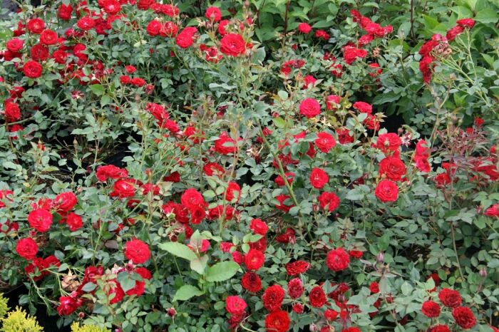 Podstawowe zasady pielęgnacji róż pnących, doniczkowych i ogrodowych