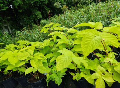 Aralia