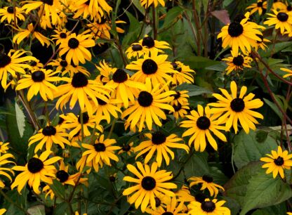 Rudbekia