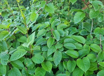 Aktinidia