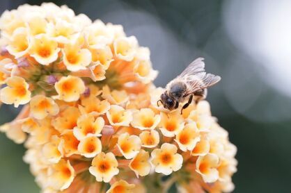 Budleja Żółta "Sungold" (Buddleja Weyeriana)