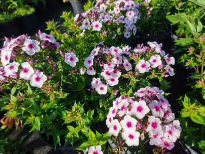 Płomyk Wiechowaty "Early® Blush Pop" (Phlox Paniculata)