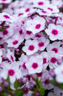 Płomyk Wiechowaty "Early® Blush Pop" (Phlox Paniculata)