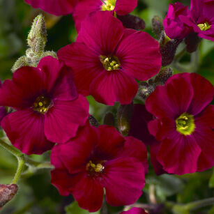 Żagwin ogrodowy "Axcent Burgundy" (Aubrieta x cultorum)