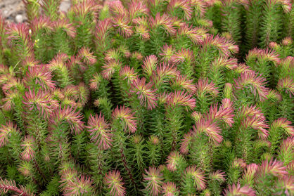 Rozchodnik Forstera "Elegans" (Sedum forsterianum)