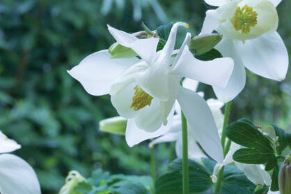 Orlik Błękitny "Spring Magic White" (Aquilegia Caerulea)