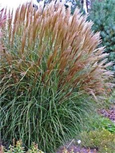 Miskant Chiński "Kleine Silberspinne" (Miscanthus Sinensis )