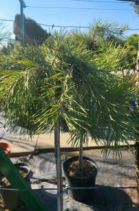 Sosna Pospolita "Pendula" szczepiona (Pinus Sylvestris) 