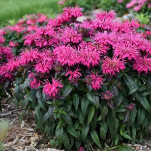 Pysznogłówka "Berry Taffy"  ( Monarda)