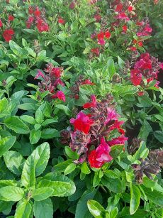 Szałwia Jesienna "Mirage Cherry Red" (Salvia Greggii)
