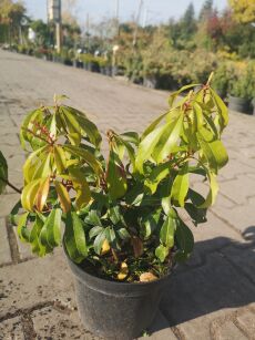 Pieris japoński "Major" (Pieris japonica)