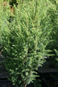 Jałowiec Pospolity "Compressa" (Juniperus)