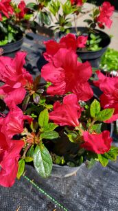 Azalia Japońska "Johanna" (Azalea Japonica)