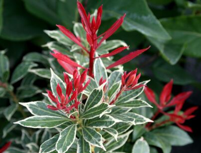 Pieris Japoński "Carnaval" (Pieris Japonica)