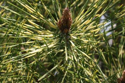 Sosna Gęstokwiatowa "Golden Ghost" (Pinus Densiflora)