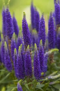 Przetacznik Kłosowy „Royal Candles” (Veronica Spicata)