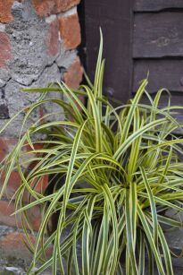 Turzyca Morrowa "Vanilla Ice” ( Carex Morrowii )