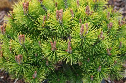 Sosna Górska "Ophir" szczepiona (Pinus Mugo) 