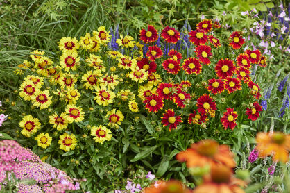Nachyłek Wielkokwiatowy Up Tick "Red" (Coreopsis Grandiflora)