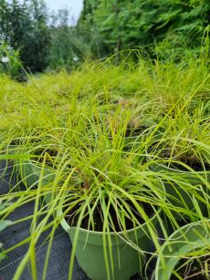 Rozplenica Japońska "Lumen Gold" ( Pennisetum Alopecurioides )