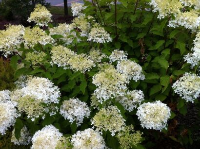 Hortensja Bukietowa "Tardiva" (Hydrangea Paniculata)