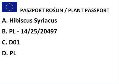 Ketmia Syryjska "Starburst Chiffon - Rwoods6’PBR " szczepiona (Hibiscus Syriacus)