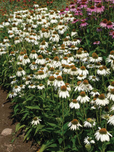 Jeżówka Purpurowa "White Swan" (Echinacea Purpurea)