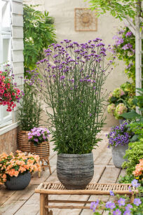 Werbena Patagońska "Bonnie Blue" (Verbena Bonariensis)