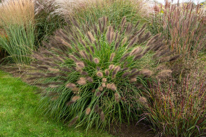 Rozplenica Japońska " Red Head " ( Pennisetum Alopecurioides )