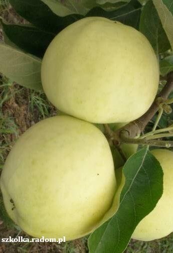 Jabłoń „Kosztela” goły korzeń (Malus domestica)