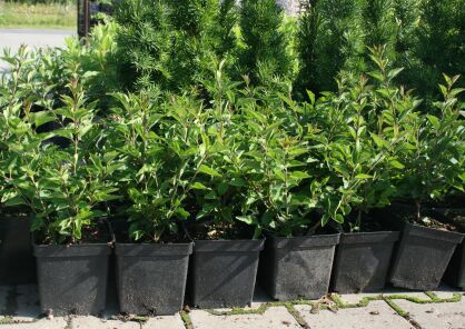 Lilak Meyeri "Palibin"  (Syringa Meyeri)