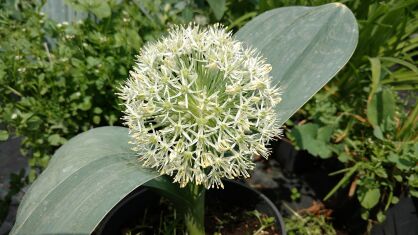 Czosnek "Ivory Queen" (Allium Karataviense)