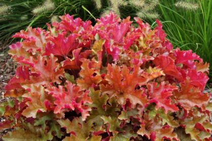 Żurawka "Marmalade" (Heuchera Hybrida)