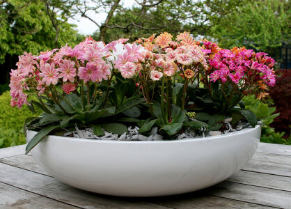 Lewizja Liścieniowa "Mountain Dreams" (Lewisia cotyledon)