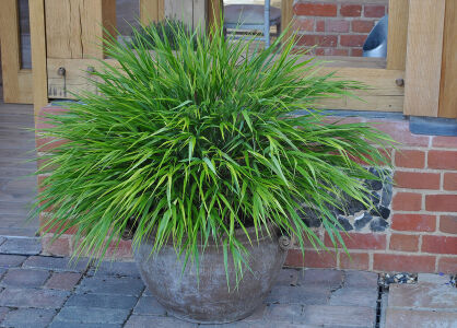 Hakonechloa Smukła "Greenhills" (Hakonechloa Macra)