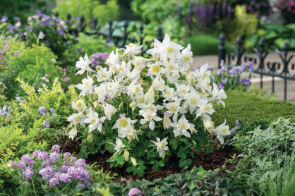 Orlik Błękitny "Earlybird White" (Aquilegia Caerulea)