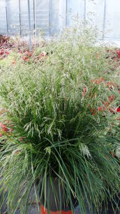 Śmiałek Darniowy "Tardiflora" (Deschampsia Cespitosa)