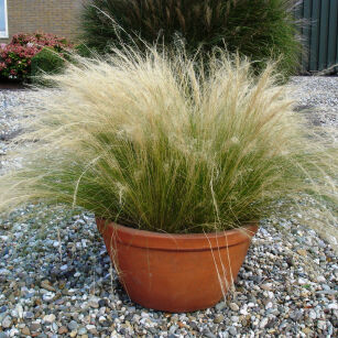 Ostnica Mocna "Pony Tails"  (Stipa Tenuissima)