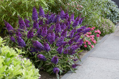 Budleja Dawida "Butterfly Candy Little Purple" (Buddleja Davidii)