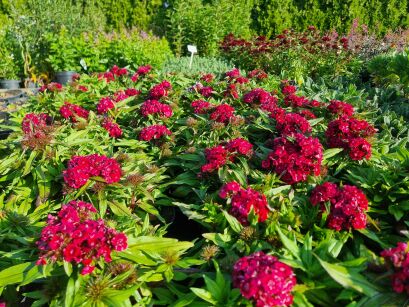 Goździk Brodaty "Barbarini® F1 Red," (Dianthus Barbatus)