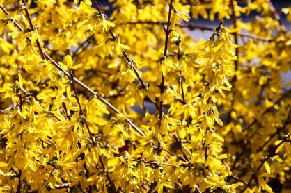 Forsycja Pośrednia "Tharandt" (Forsythia Intermedia)